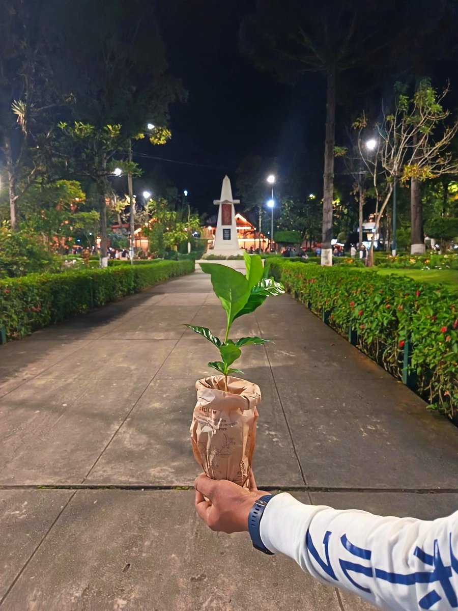 JohanDMonteza's tweet photo. Esta Semana Santa tomé un tour de tres días a Oxapampa con mi familia. Visitamos un vivero de café y la guía nos propuso una ronda de preguntas sobre el café y quien respondiera mejor se llevaría una planta a casa. ¡Terminé ganando mi cafeto! Supongo que algo debo saber del tema https://t.co/9bUR9WBJfw