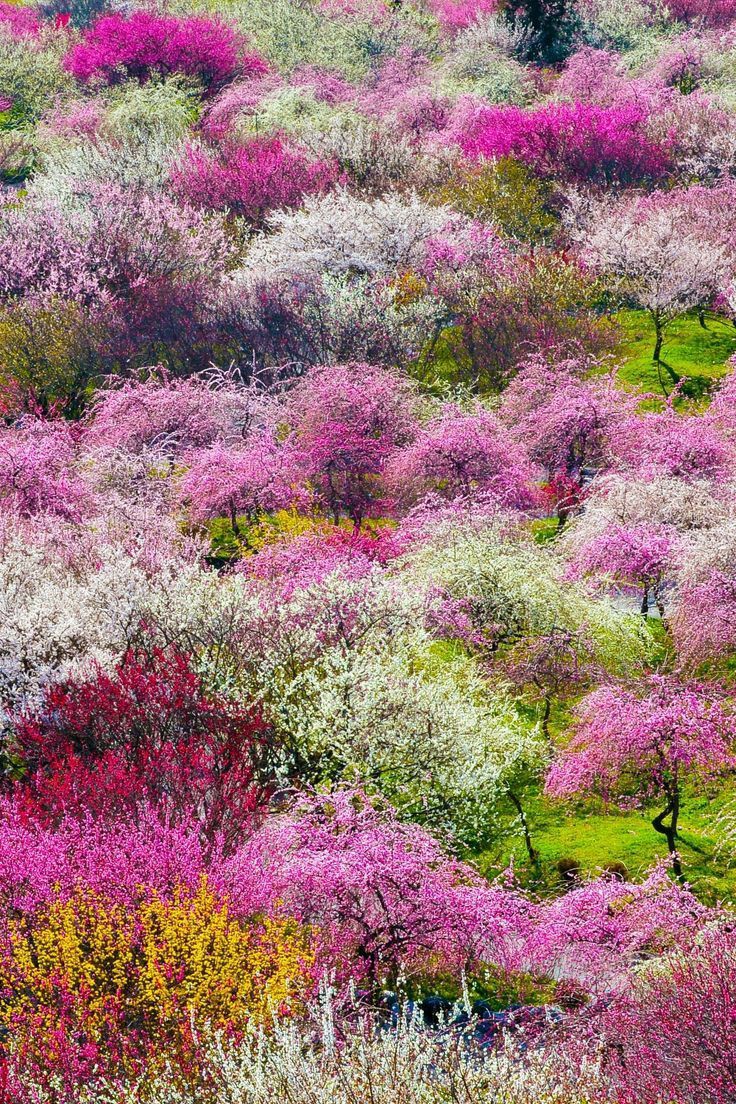 いとしのエリー tweet media