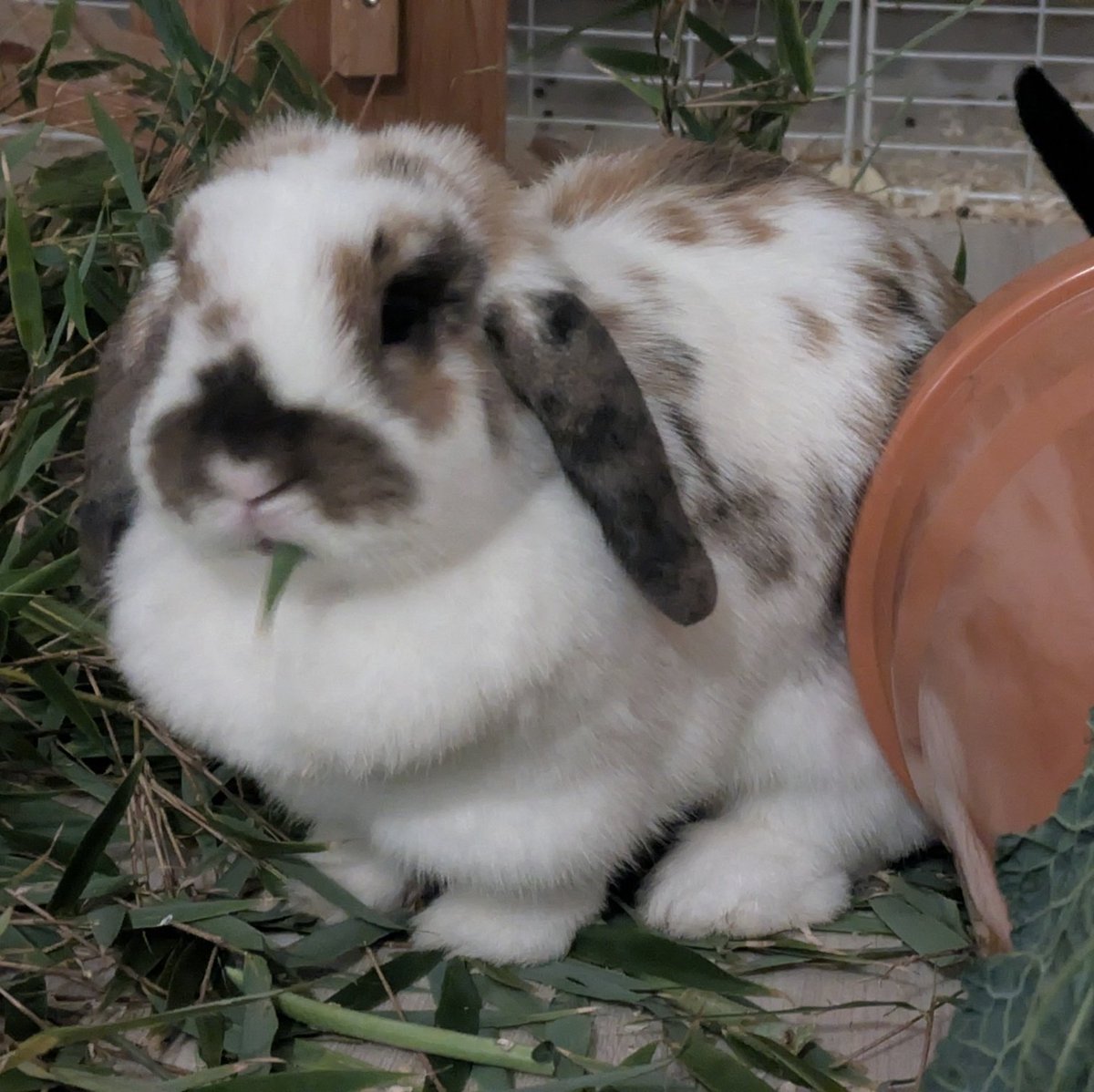 bnu 🐇👽 tweet media