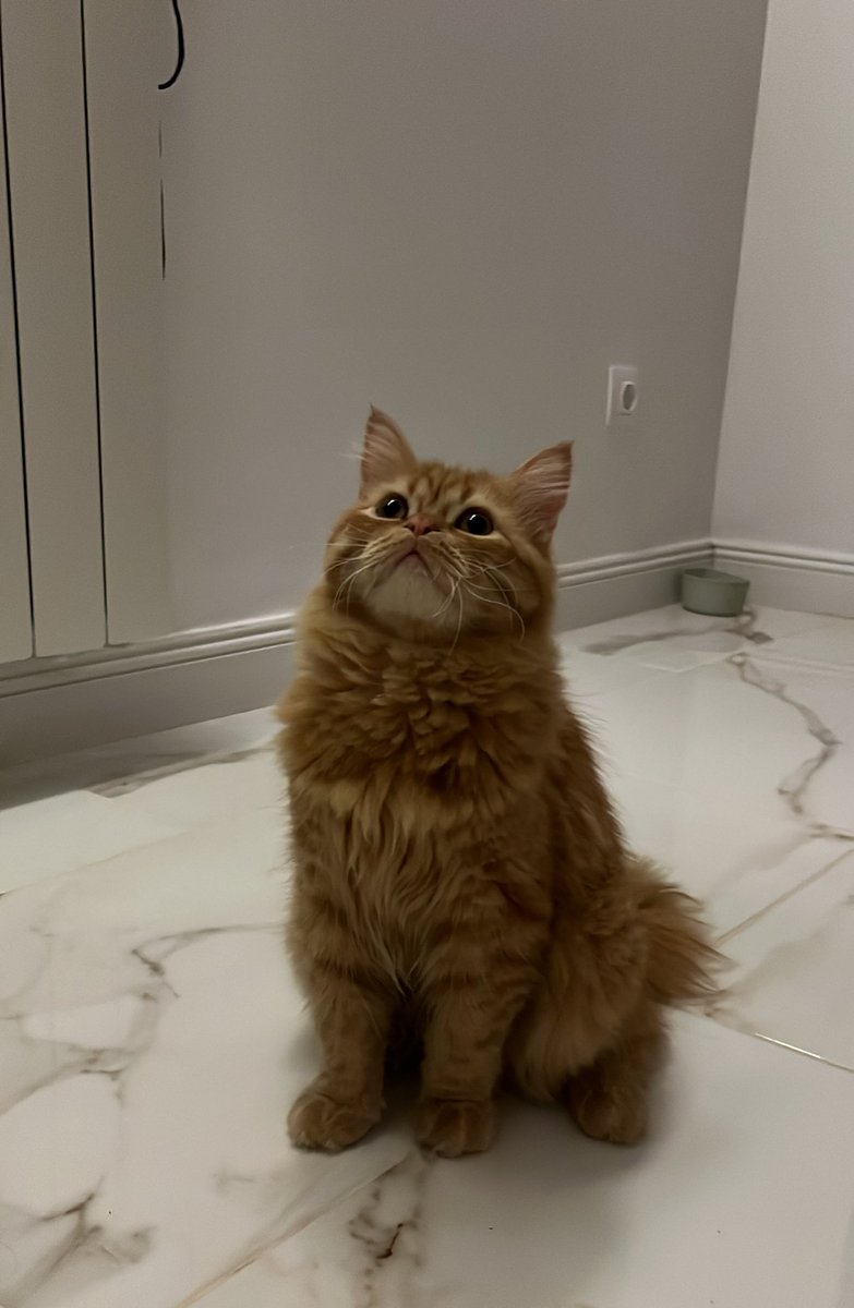 fagging around tweet media