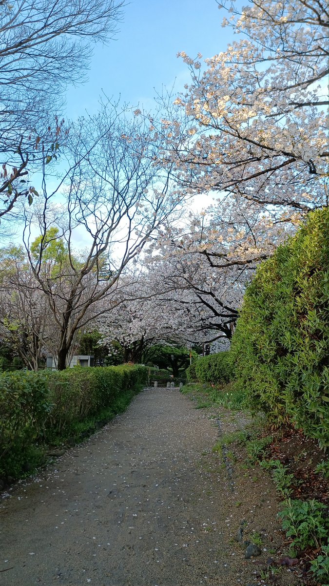 おはようございます
今撮った🌸
家出た時寒かったのに歩いたら暑い😓