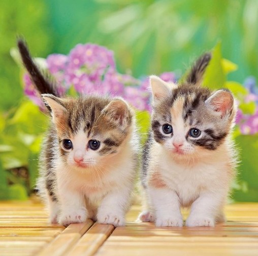 葵ちゃん 通知不具合中 tweet media