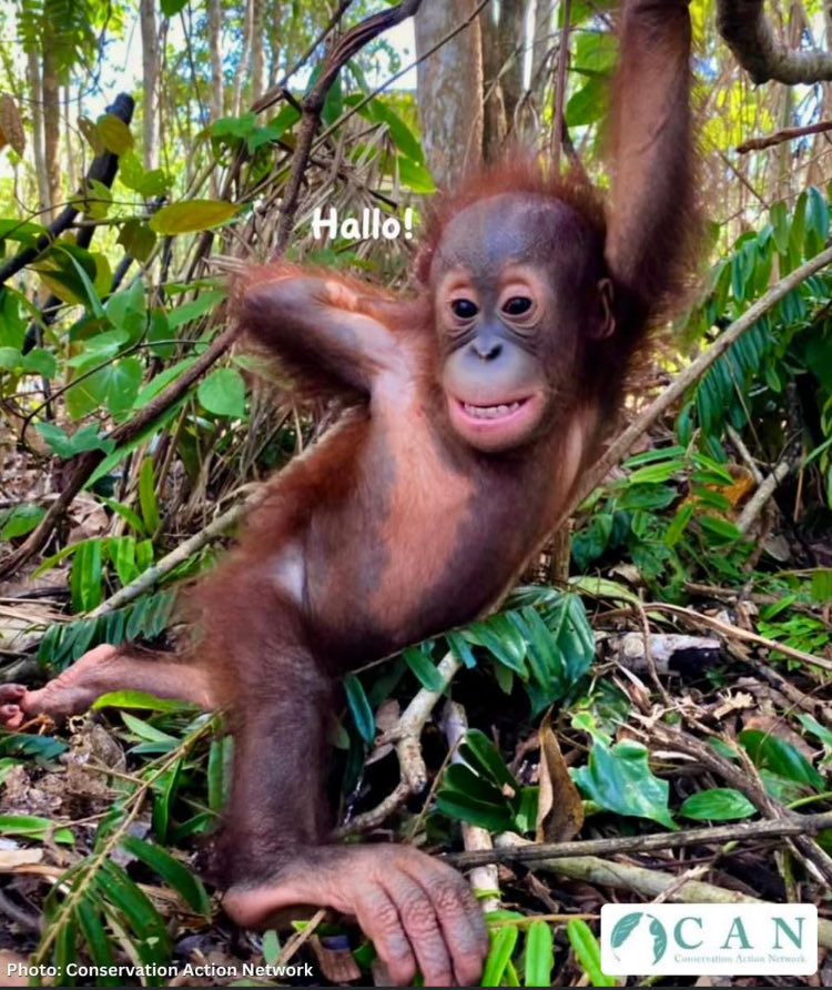 𝕩𝕏𝔻𝕒𝕣𝕜 𝕆𝕣𝕒𝕟𝕘𝕦𝕥𝕒𝕟 ℙ𝕣𝕚𝕟𝕔𝕖𝕏𝕩 tweet media