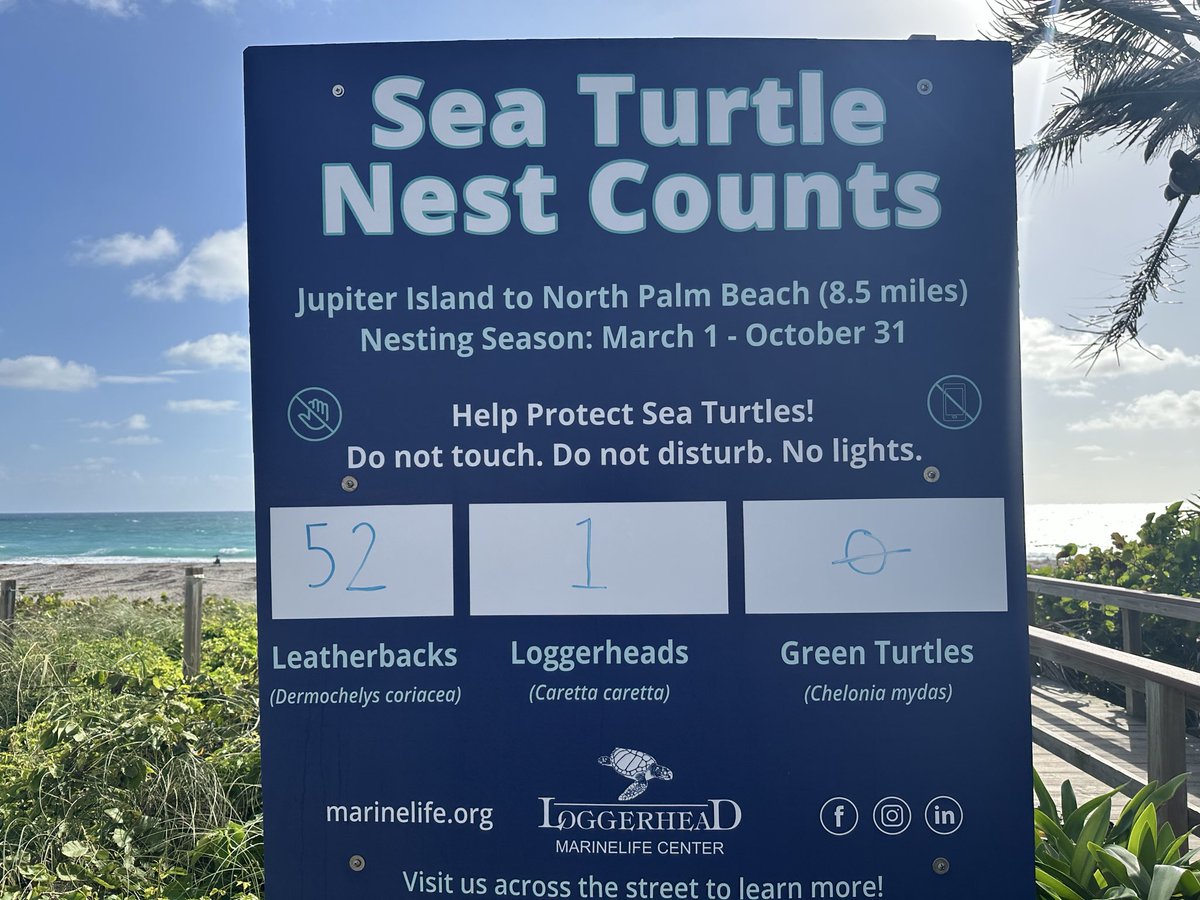 TomBlock_FS's tweet photo. April 4 and the first loggerhead sea turtle nest spotted at Juno Beach and up to 52 leatherbacks.  Over 6 months to go in the nesting season. https://t.co/UWU2UgwAb5