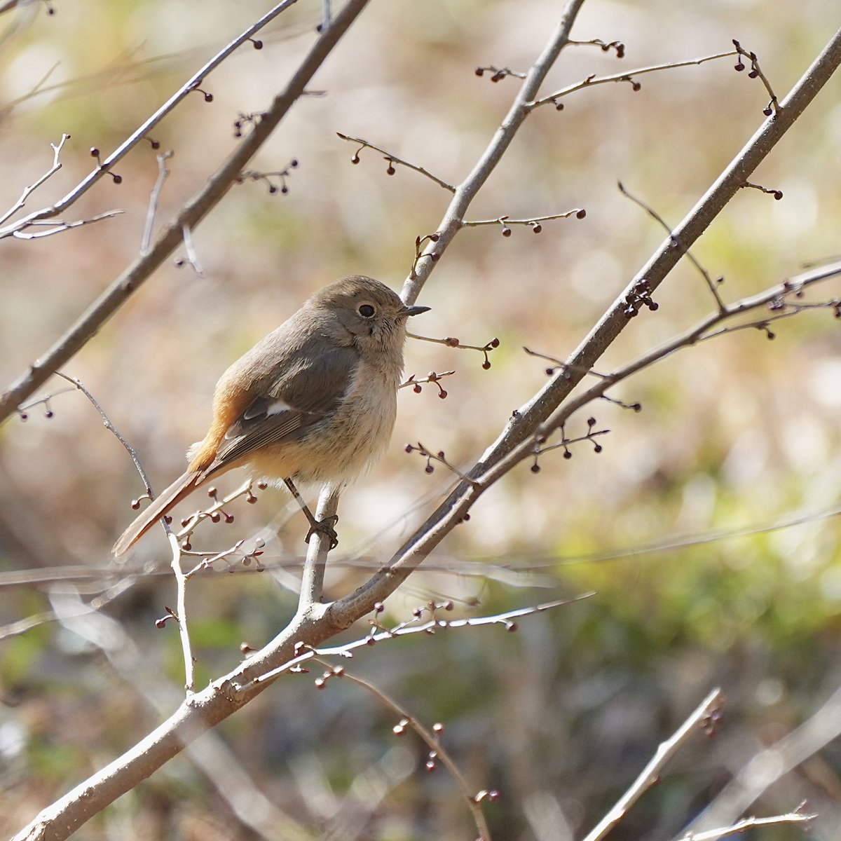 どきちゃん tweet media