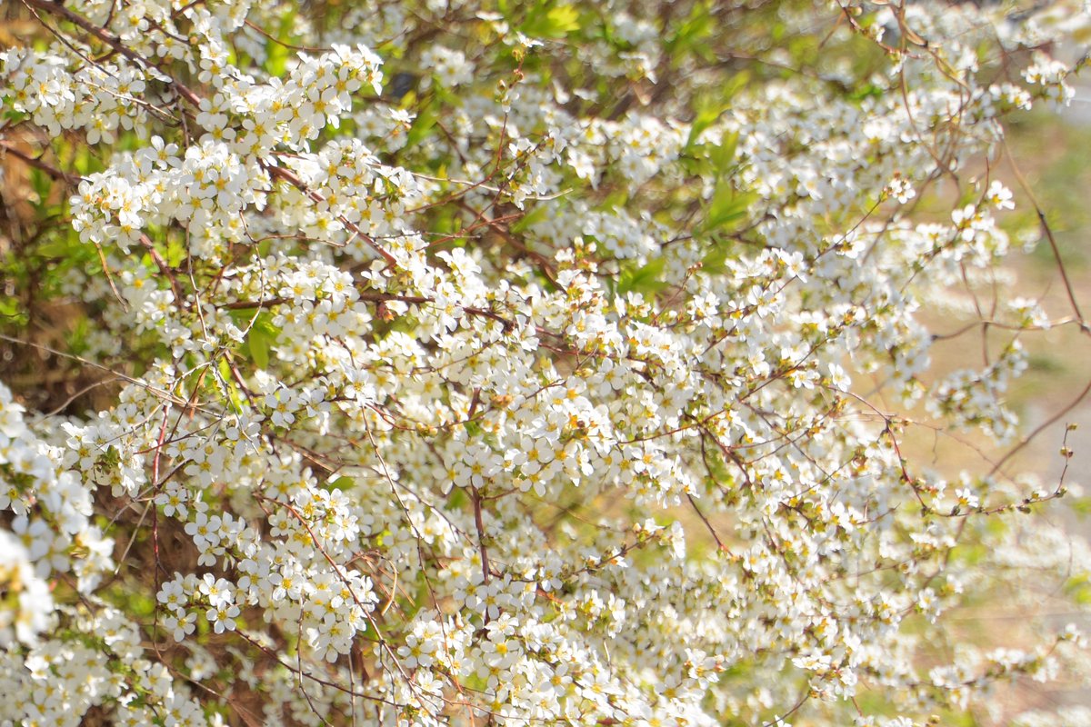 まつむしそう tweet media