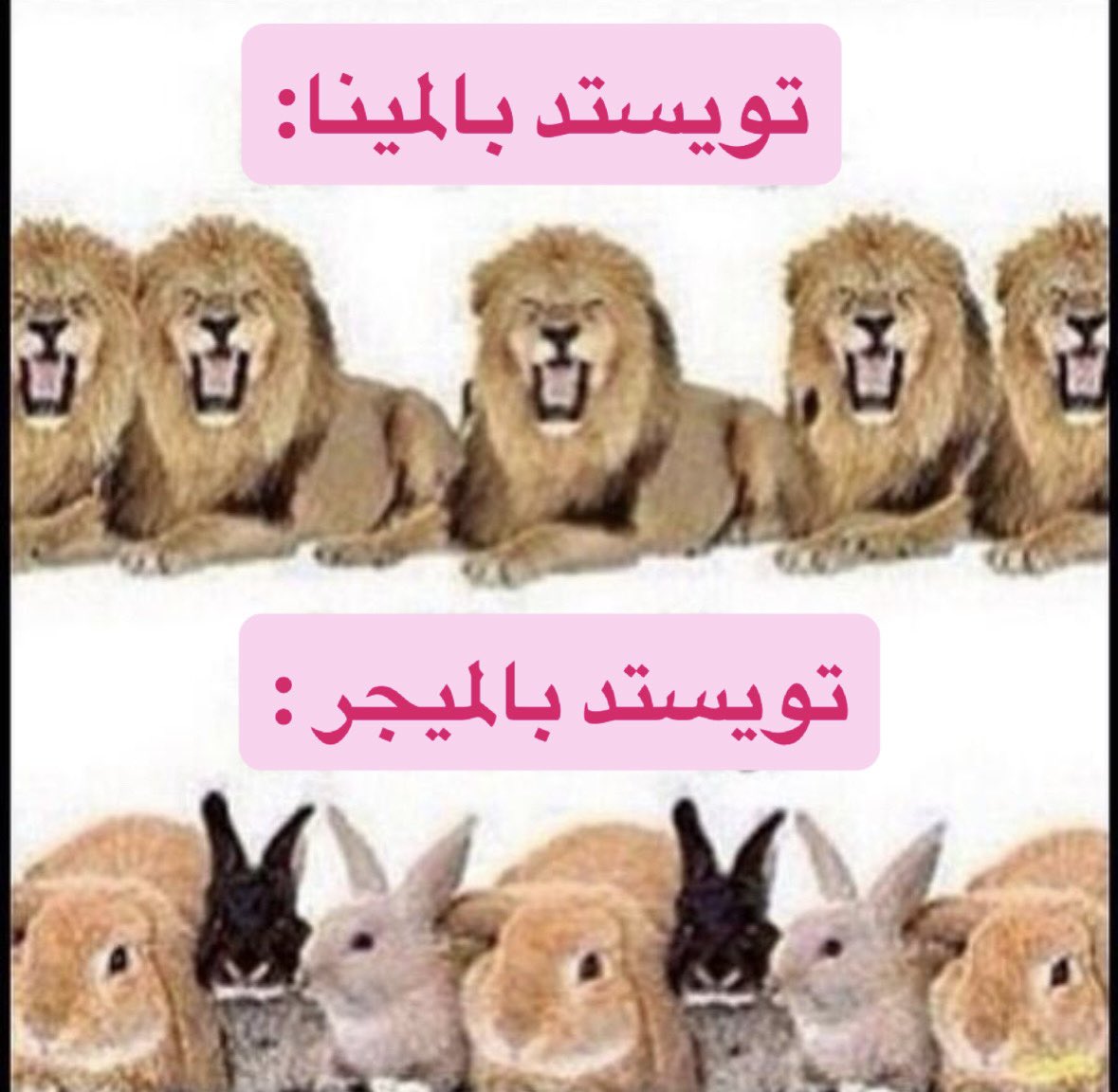 مهند 🧠 tweet media