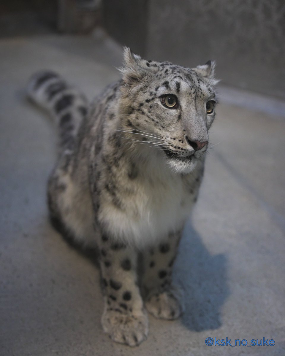 けーすけ tweet media