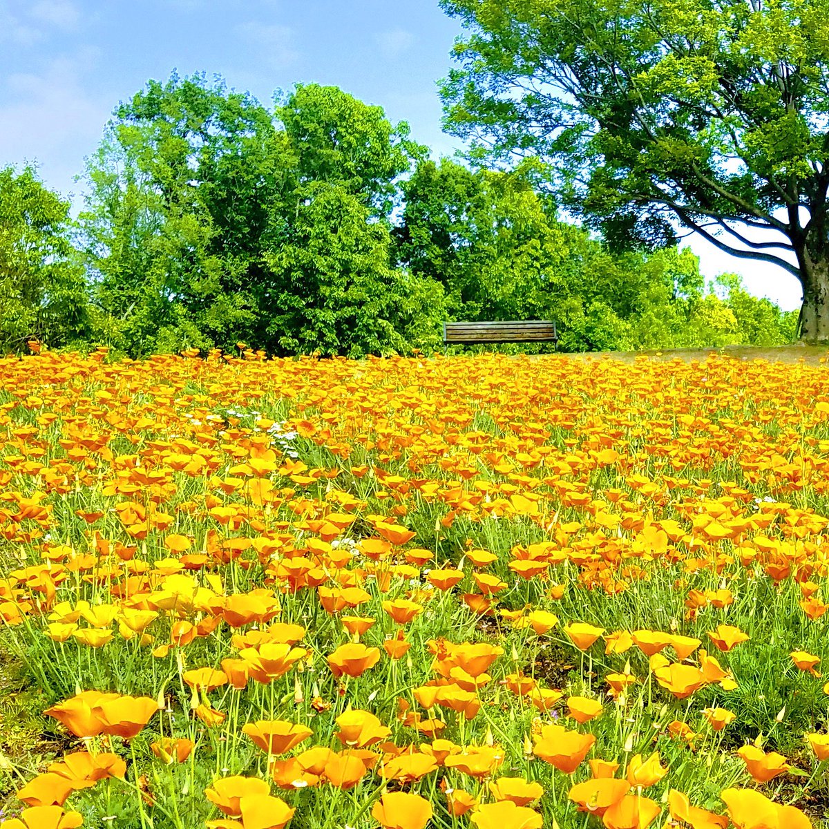 💙青い空と、満腹太郎💙 tweet media