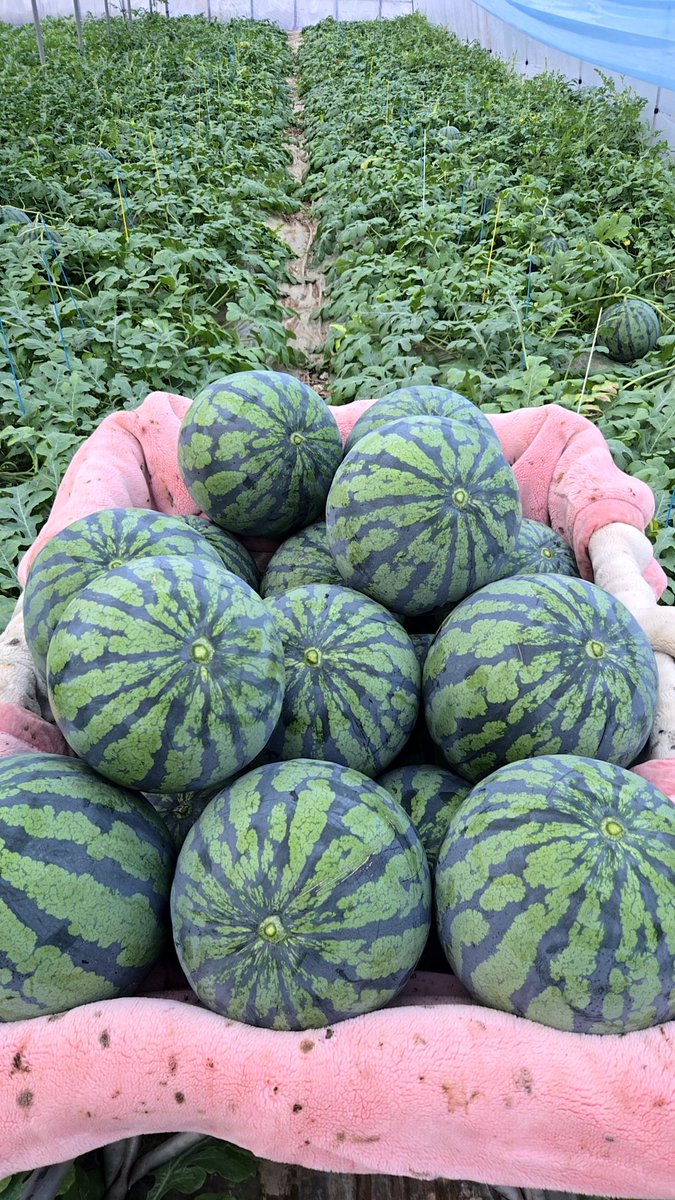 pome3600's tweet photo. おはようございます！
🍉の収穫しとります！
今日も1日頑張りましょう！ https://t.co/edblTwvpYK