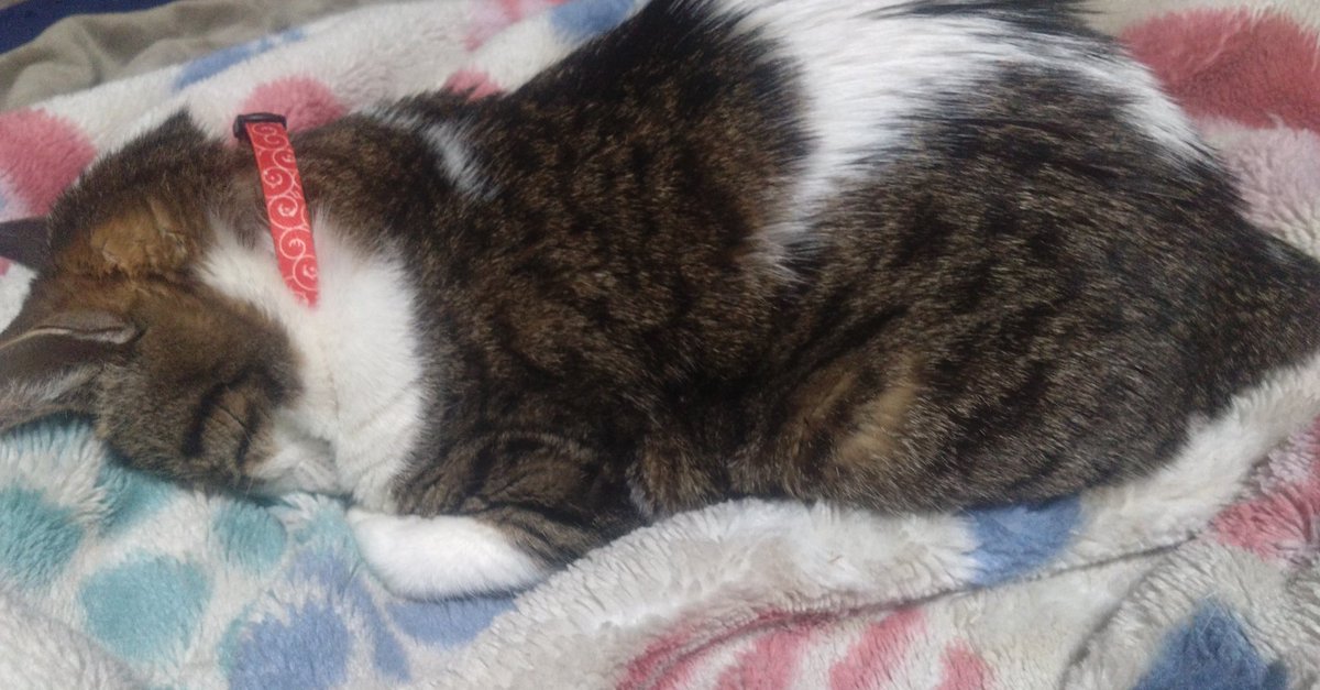 フタナリスト(っ'🍉')╮ =͟͟͞͞ 🥚 tweet media