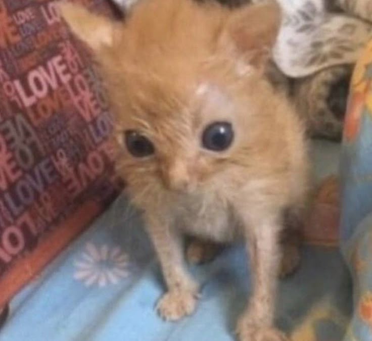 𝔟𝔞𝔯𝔞𝔩𝔩𝔬𝔠𝔞𝔰 tweet media