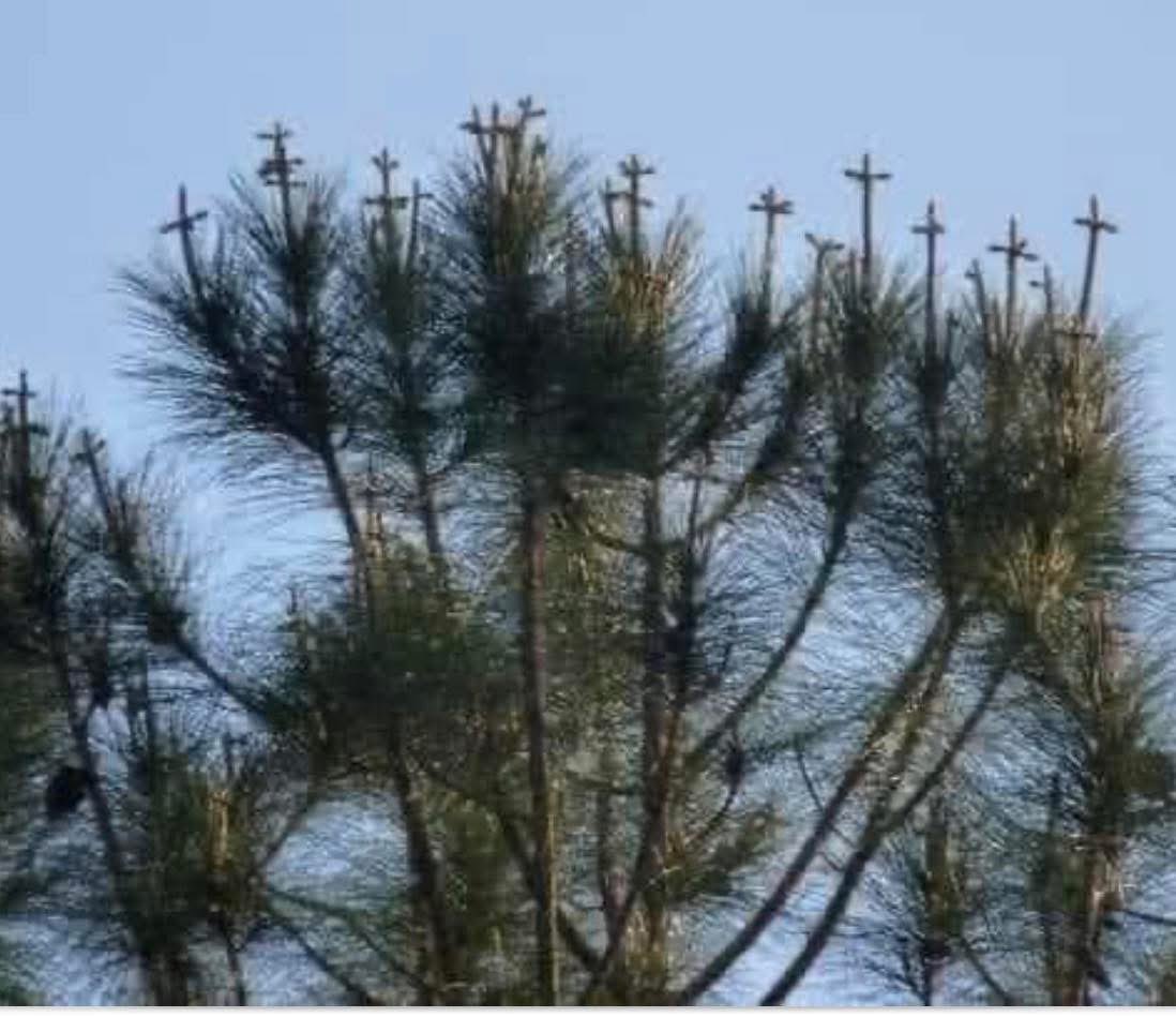 Merv Pilgrim 🕺🎶🍿 tweet media