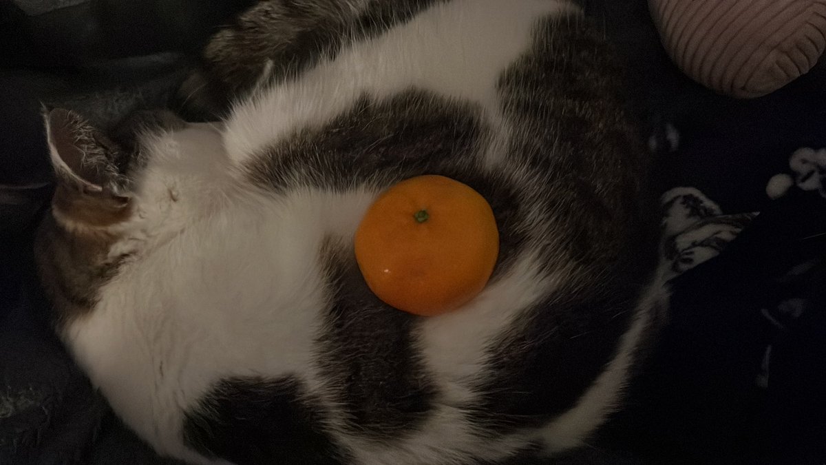 ˚✧₊ Luminous/Leda 🪻🫀 tweet media