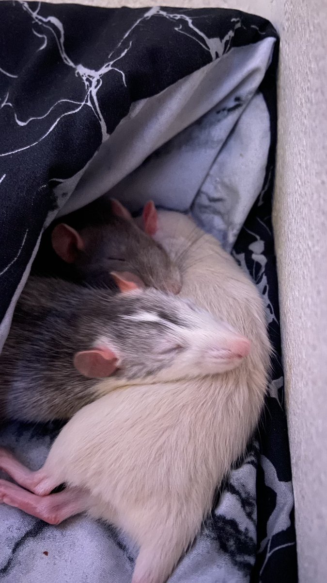 Bonne journée mondiale des rats la team