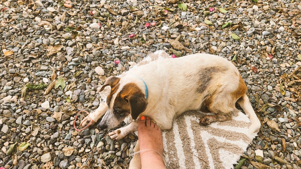 DKAstrology 🇭🇺🇯🇲🙏✨ tweet media