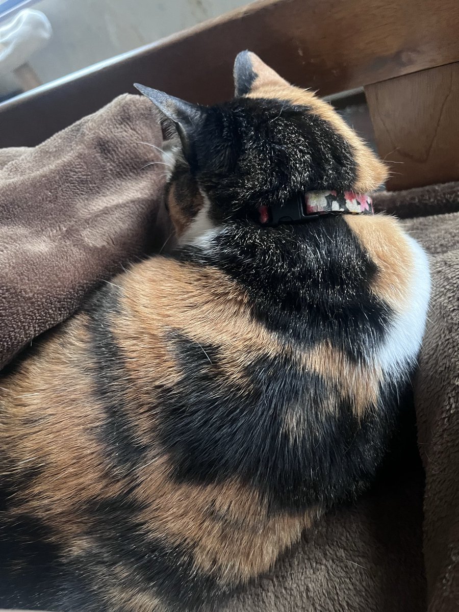 ねこゆー及びたんたん tweet media