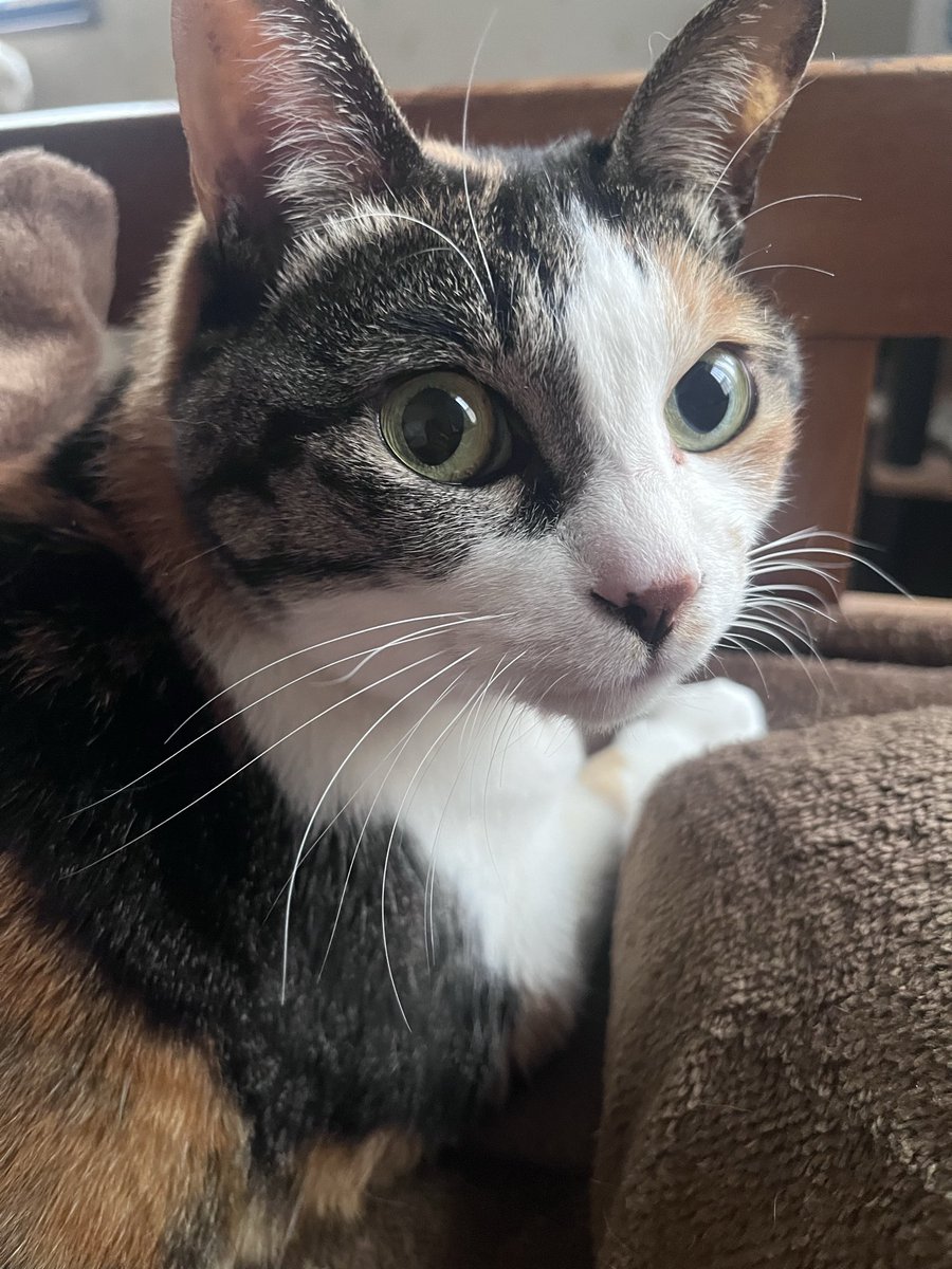 ねこゆー及びたんたん tweet media