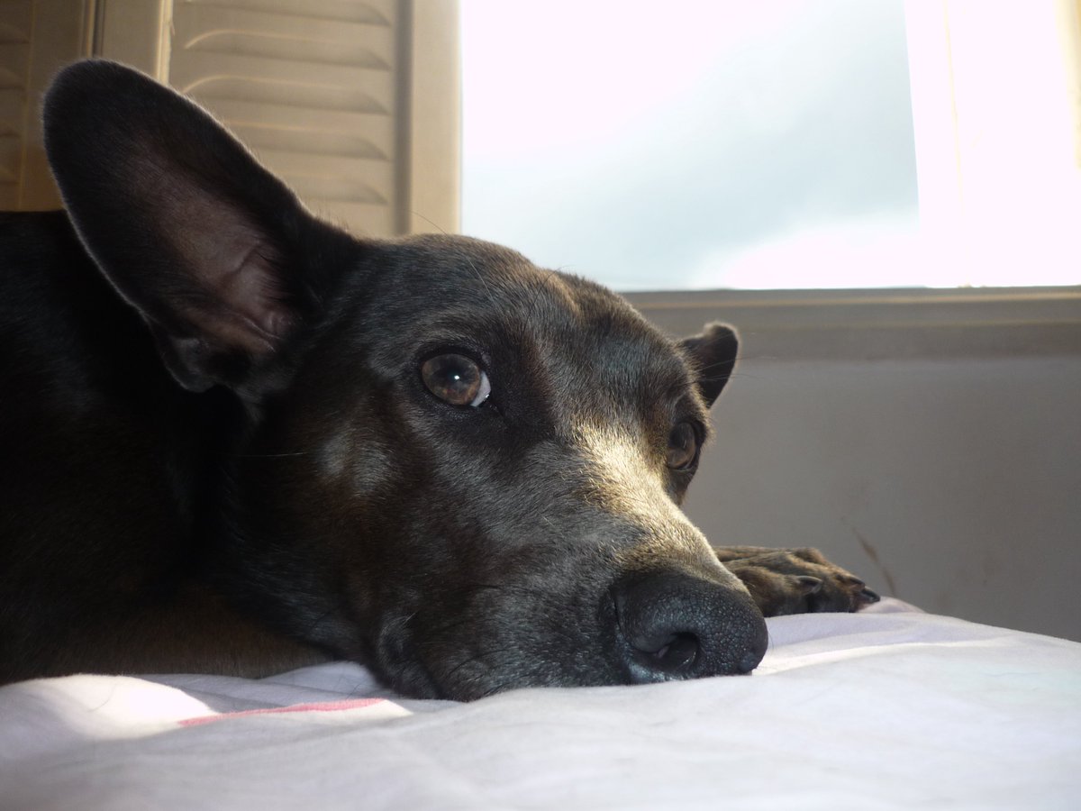 filezinho sassami tweet media