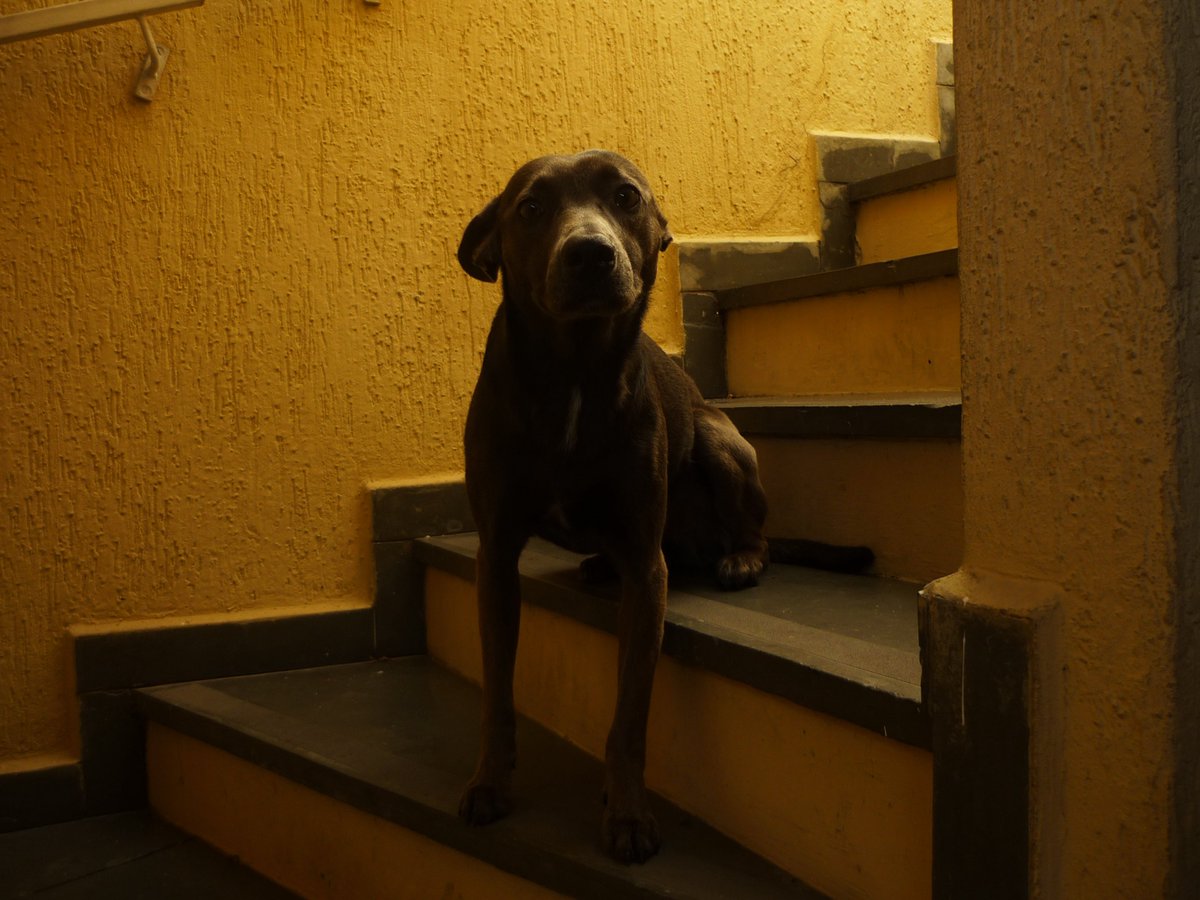 filezinho sassami tweet media