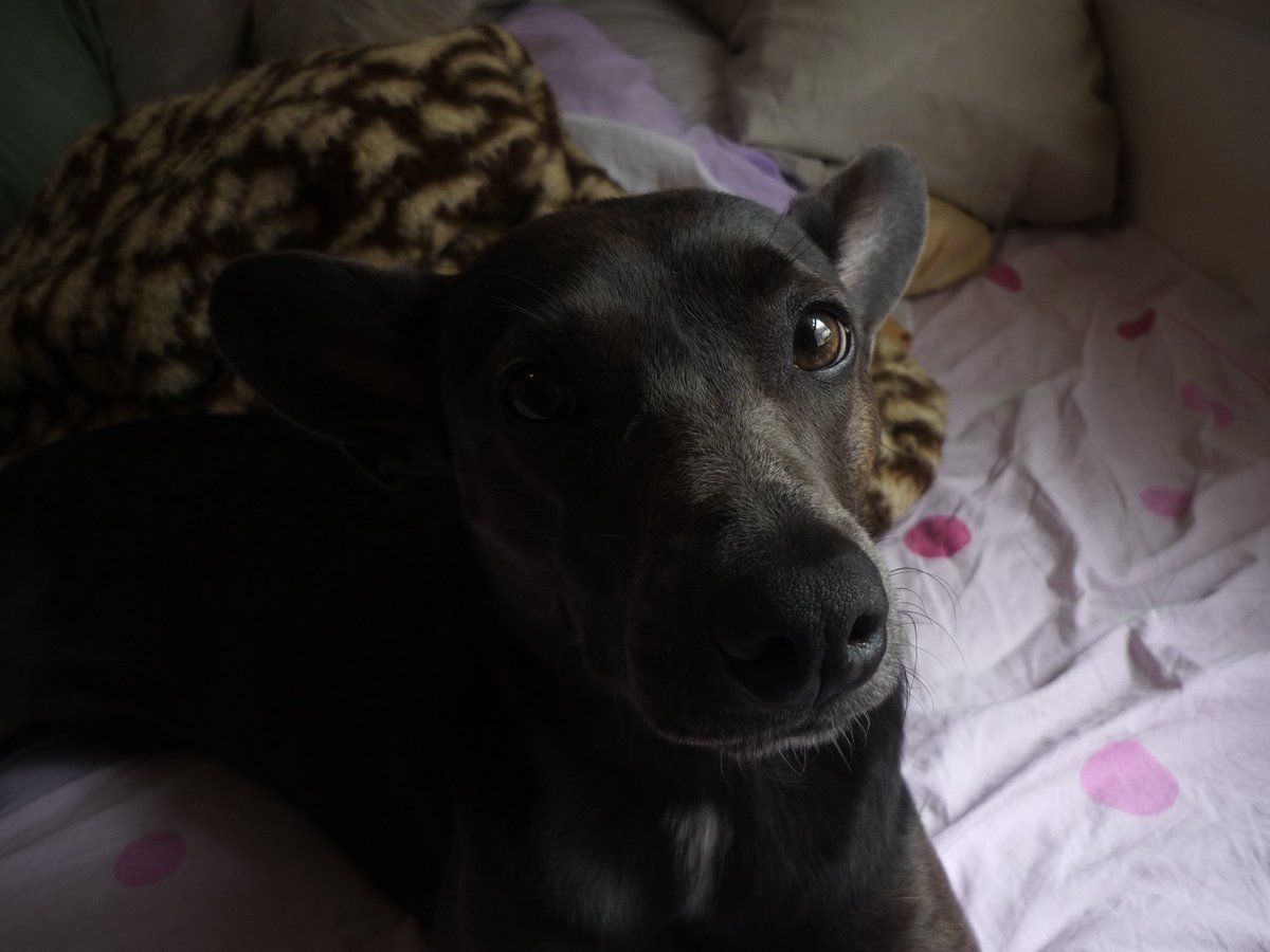 filezinho sassami tweet media