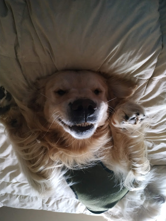 cult member tweet media