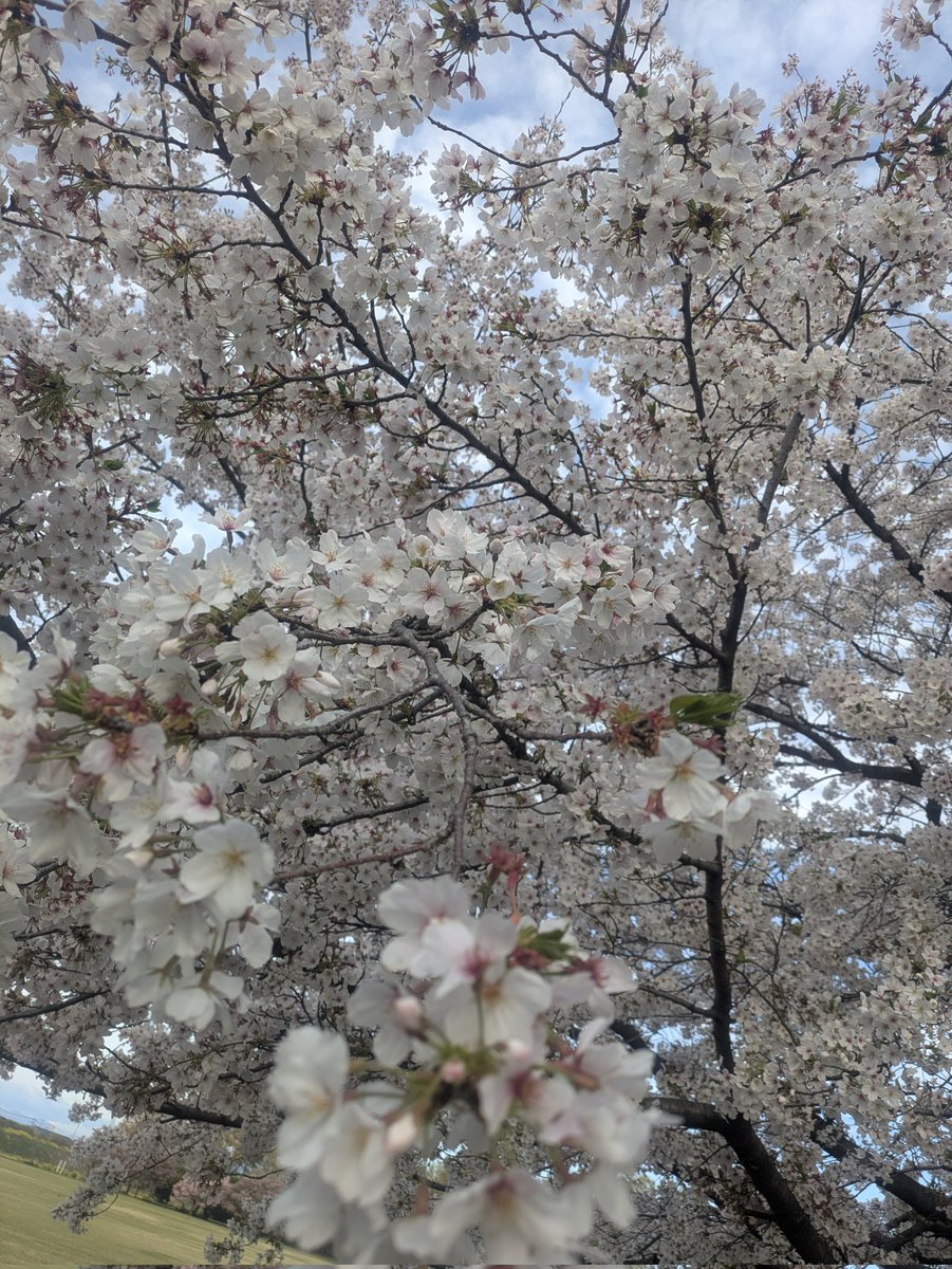 ゆうじん@UG🐉🍕 tweet media