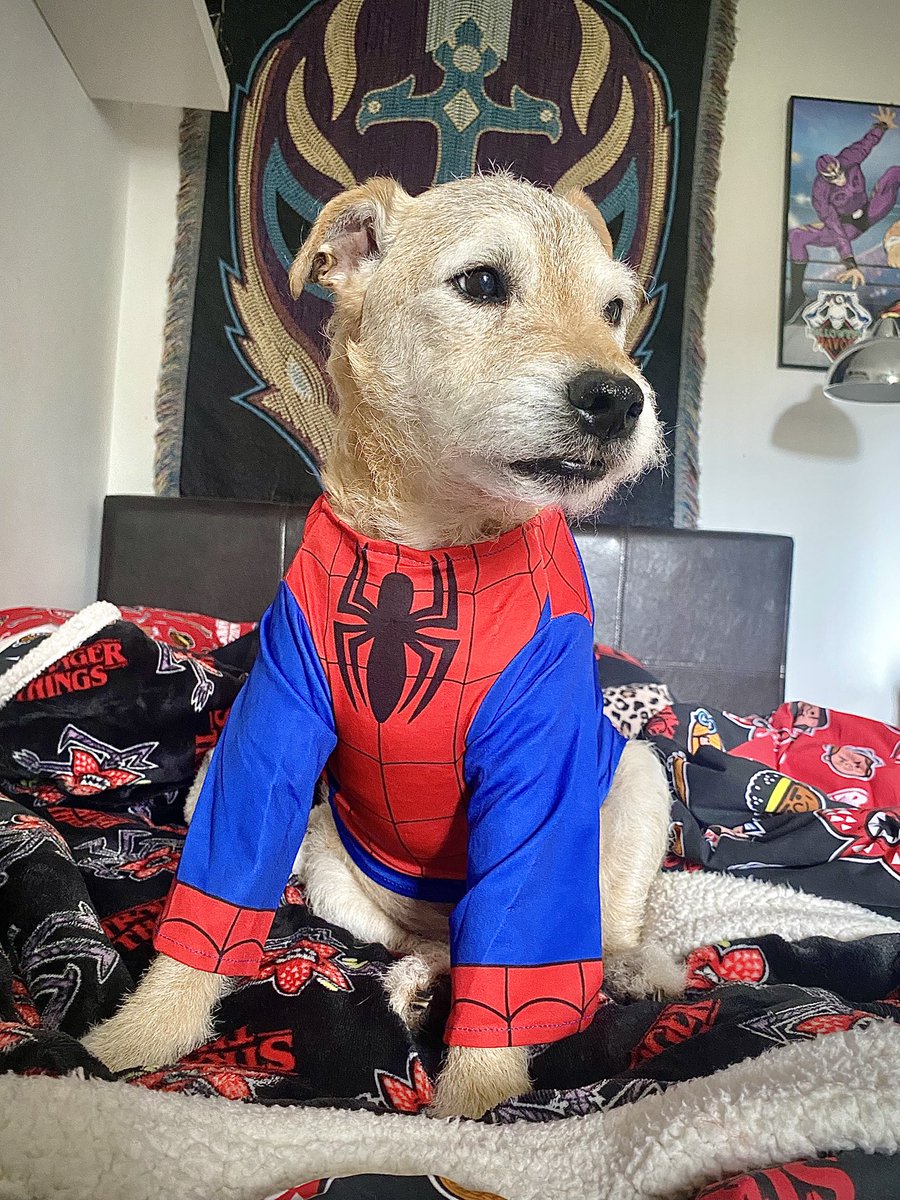 helen / lucha tweet media