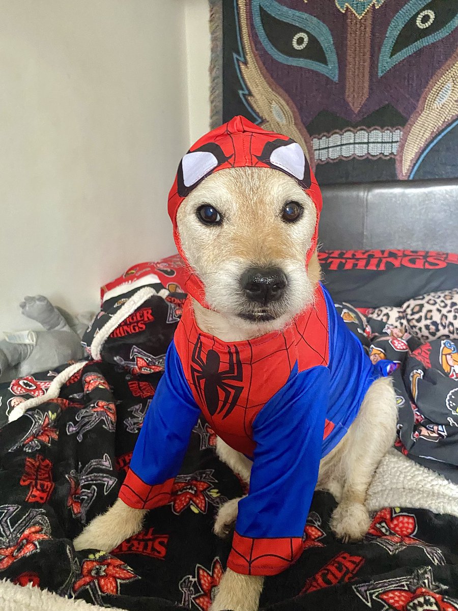 helen / lucha tweet media