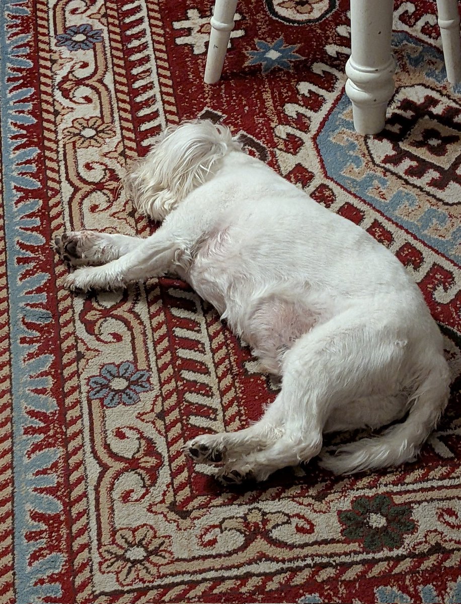 Ernie (and lil' bro Stan) 🐾 tweet media