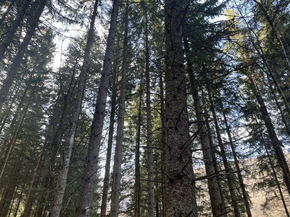 sakuragi cheveux courts tweet media