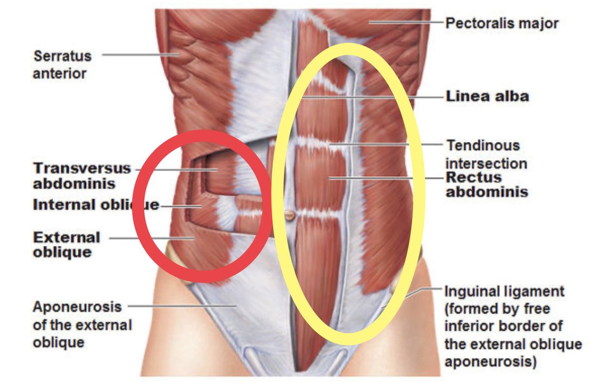Jesse Morse, M.D. tweet media