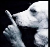 cat 💫 tweet media