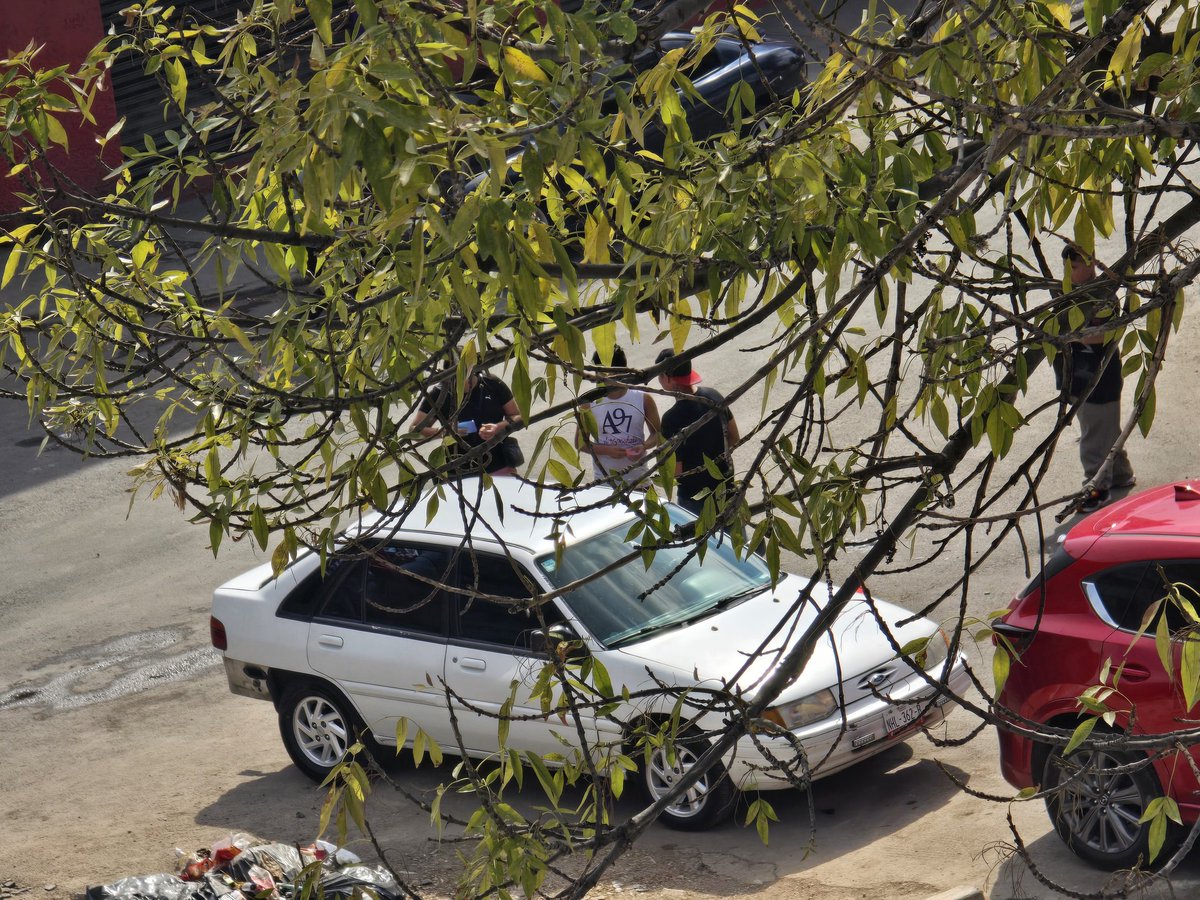 Perla del mar tweet media