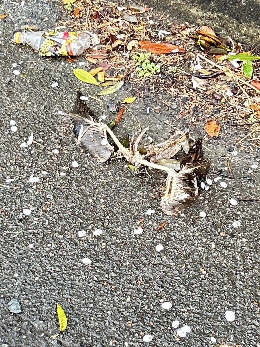 。(りお) tweet media