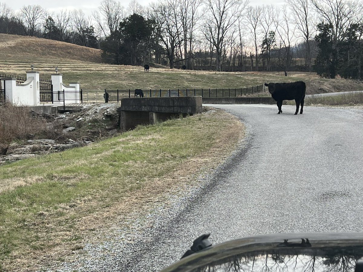 The King of Tennessee tweet media