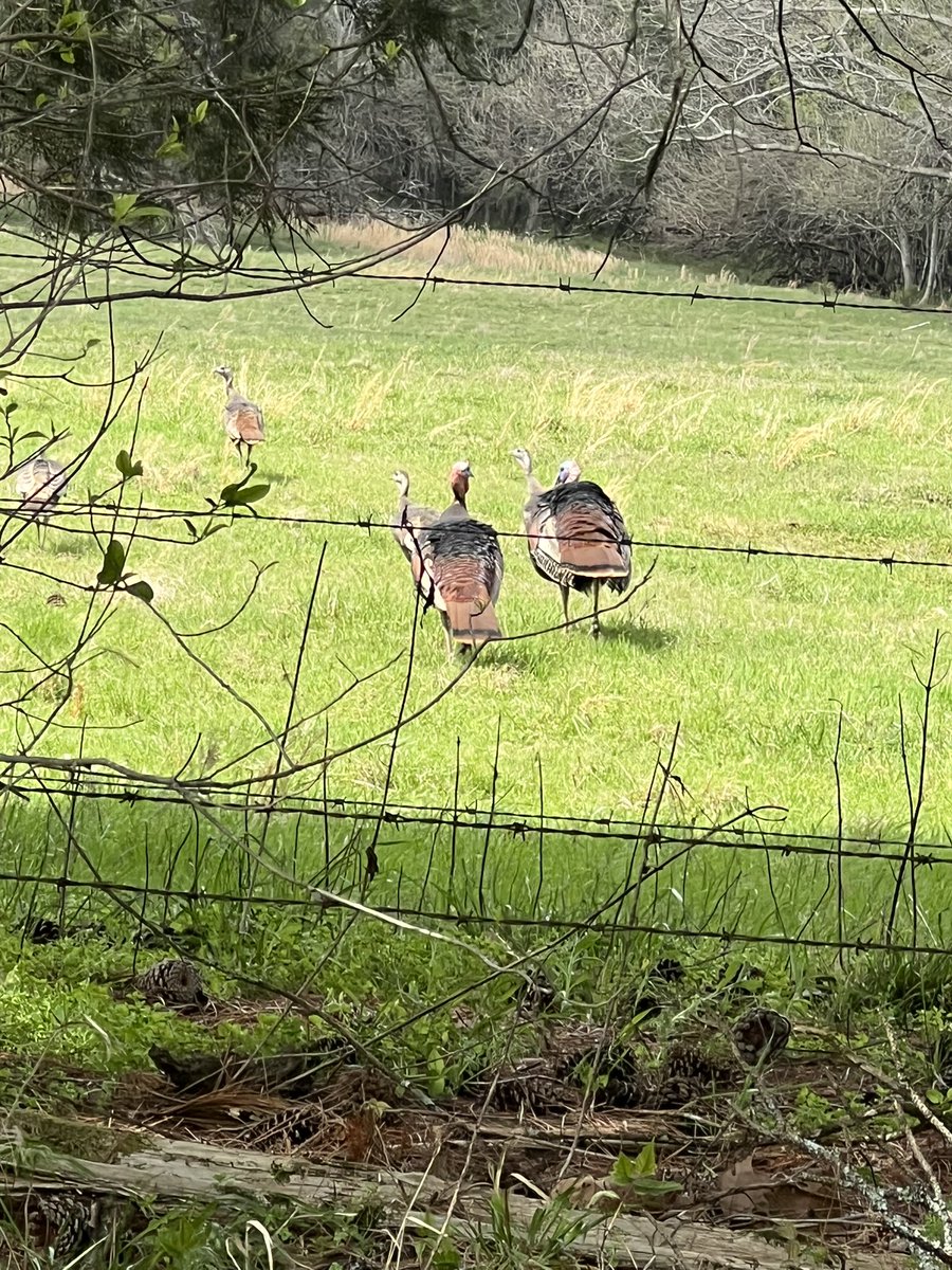 The King of Tennessee tweet media