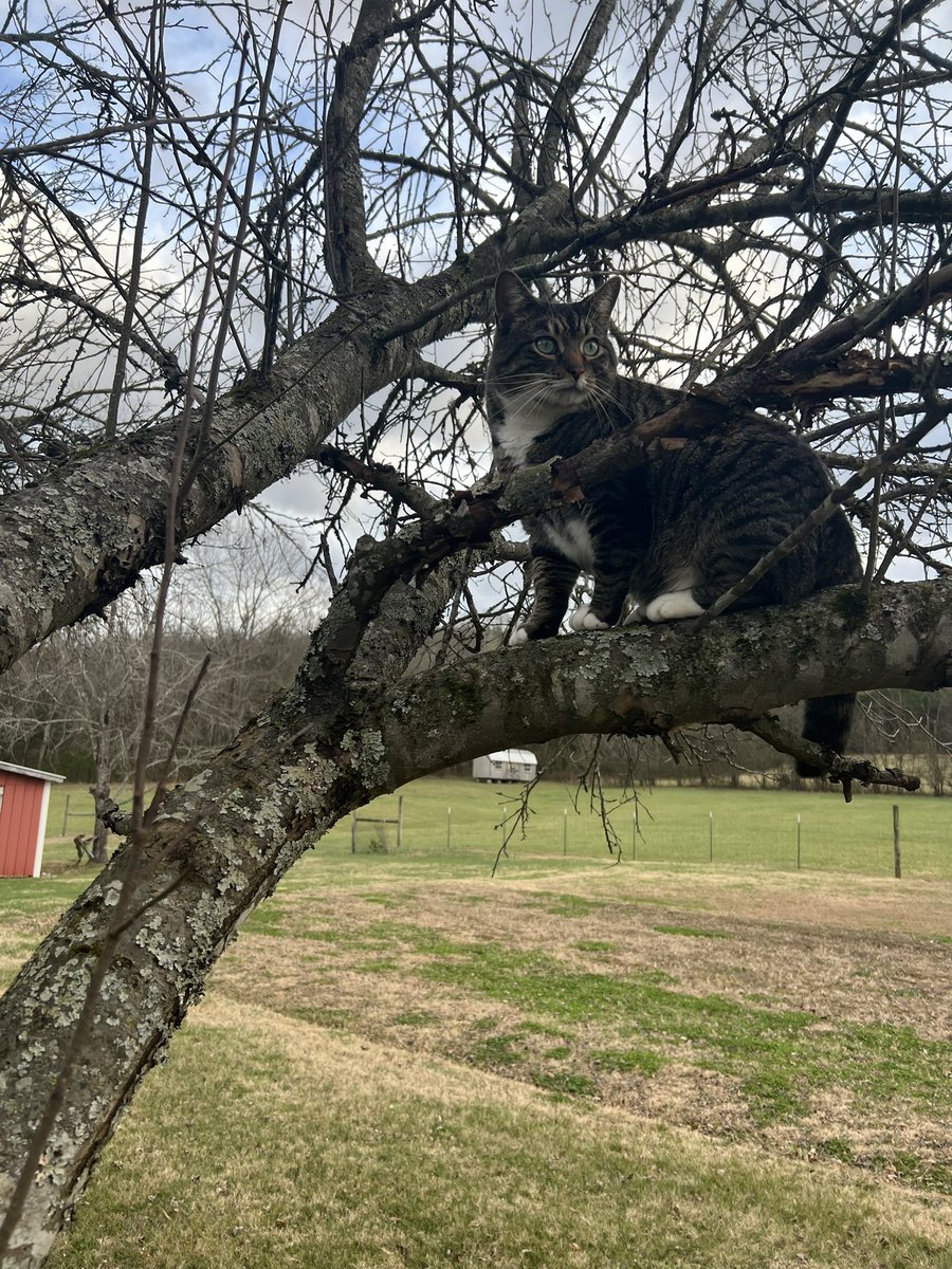 The King of Tennessee tweet media