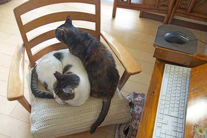 和猫 tweet media
