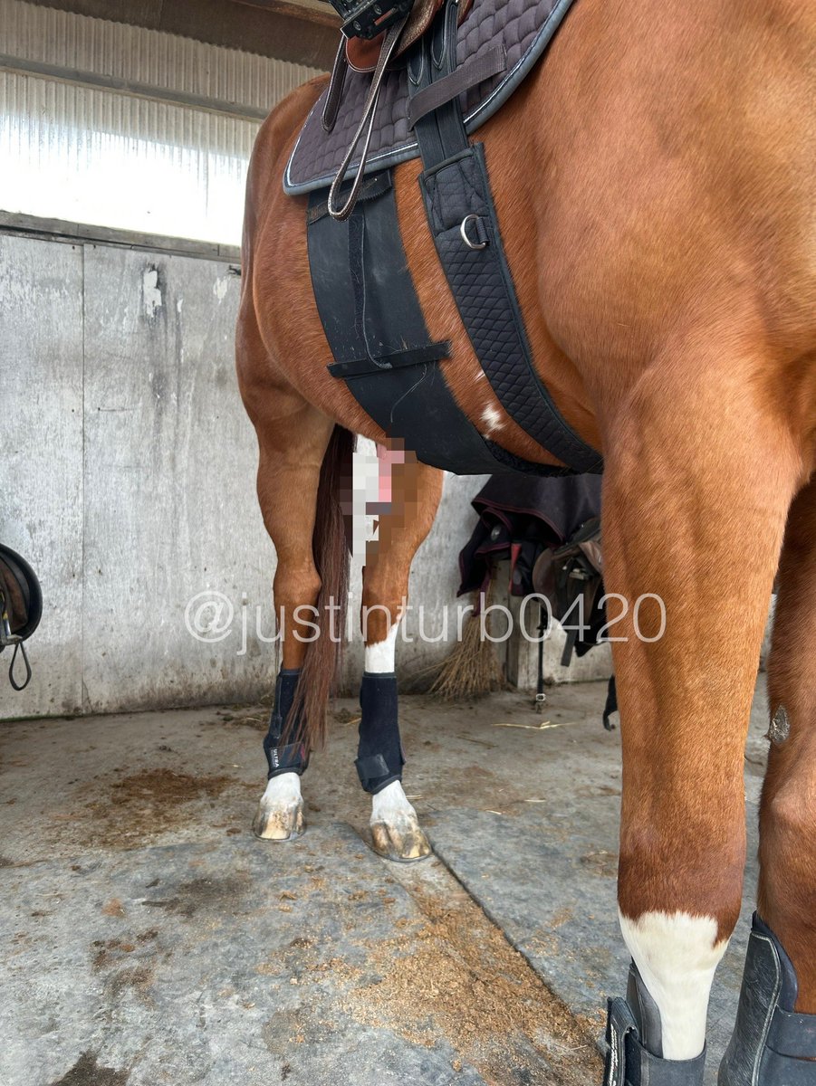 GOGOターボさん（ジャスティンターボ） tweet media