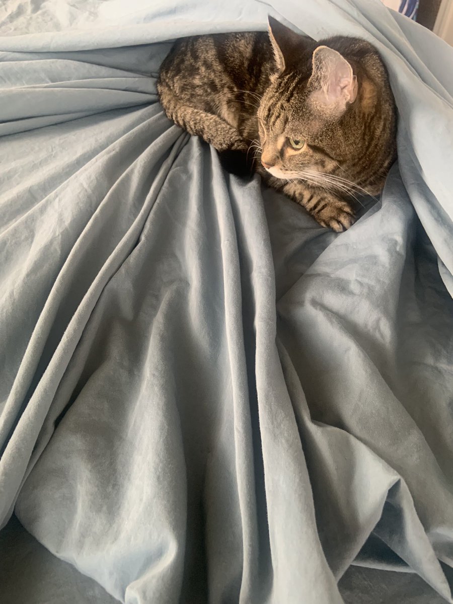 Sara and Raymond 😸 tweet media