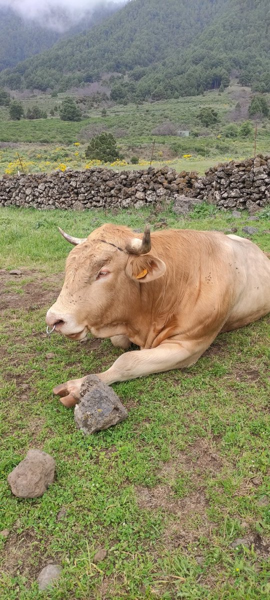 Møre • • tweet media