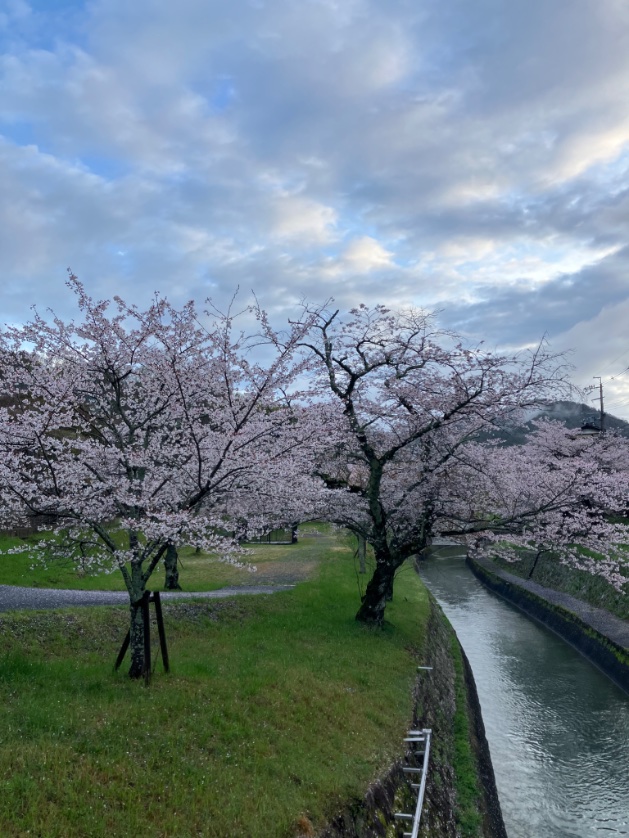 ccr_ribbons's tweet photo. 雨上がり⛅️

意外と散ってなくて
びっくり、うれしい☺️

#hellospring2026 
#はるだね　
#cherryblossoms 
#neighborhood 
#疏水沿い https://t.co/YmZ5Z84nUq