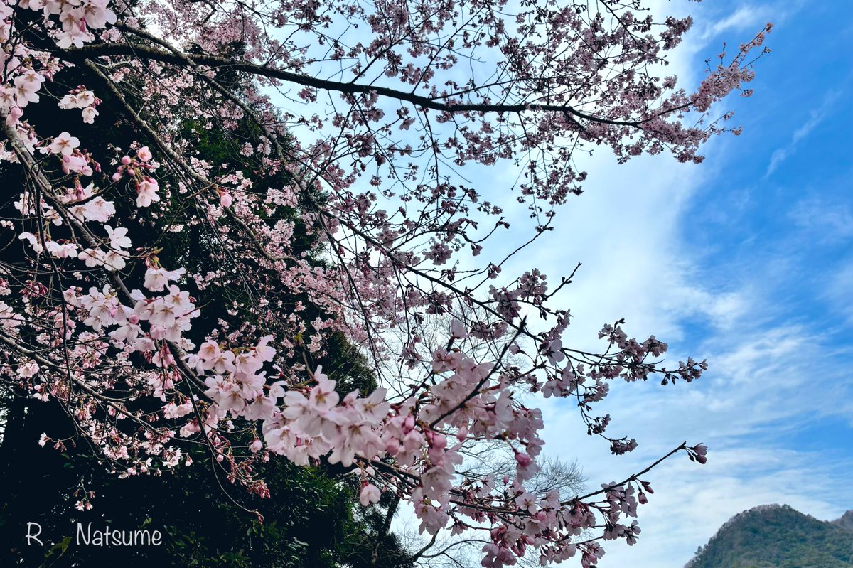 Natsume(R-camera) tweet media