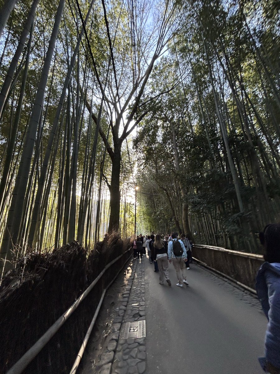 issapapillon's tweet photo. My most favorite part of Japan was Osaka, especially the bamboo forest, everything felt so tranquil https://t.co/zWl5WwH7Xb