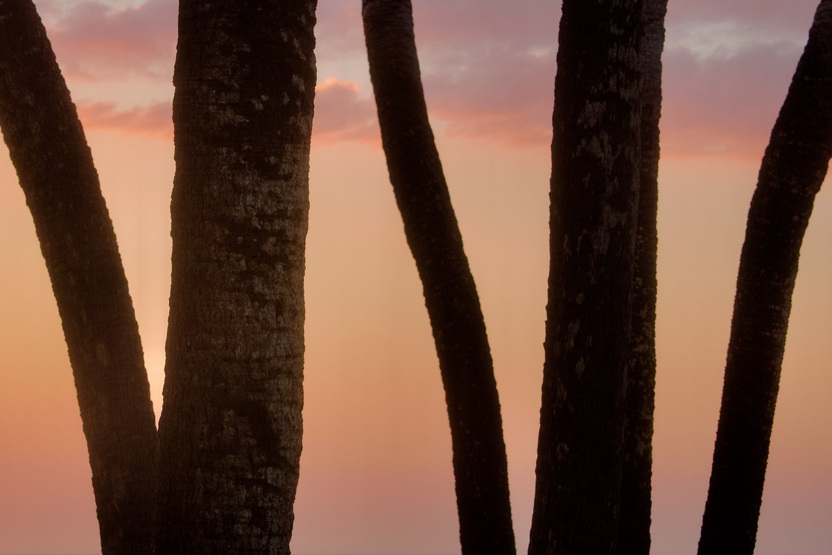 DeepGreens2's tweet image. Tropical Sorbetto...☺️🌺💕
#Sunset #BeachLife #Photography