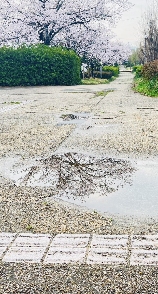 𝐦𝐚𝐬𝐚❝ 悠々とマイペース tweet media