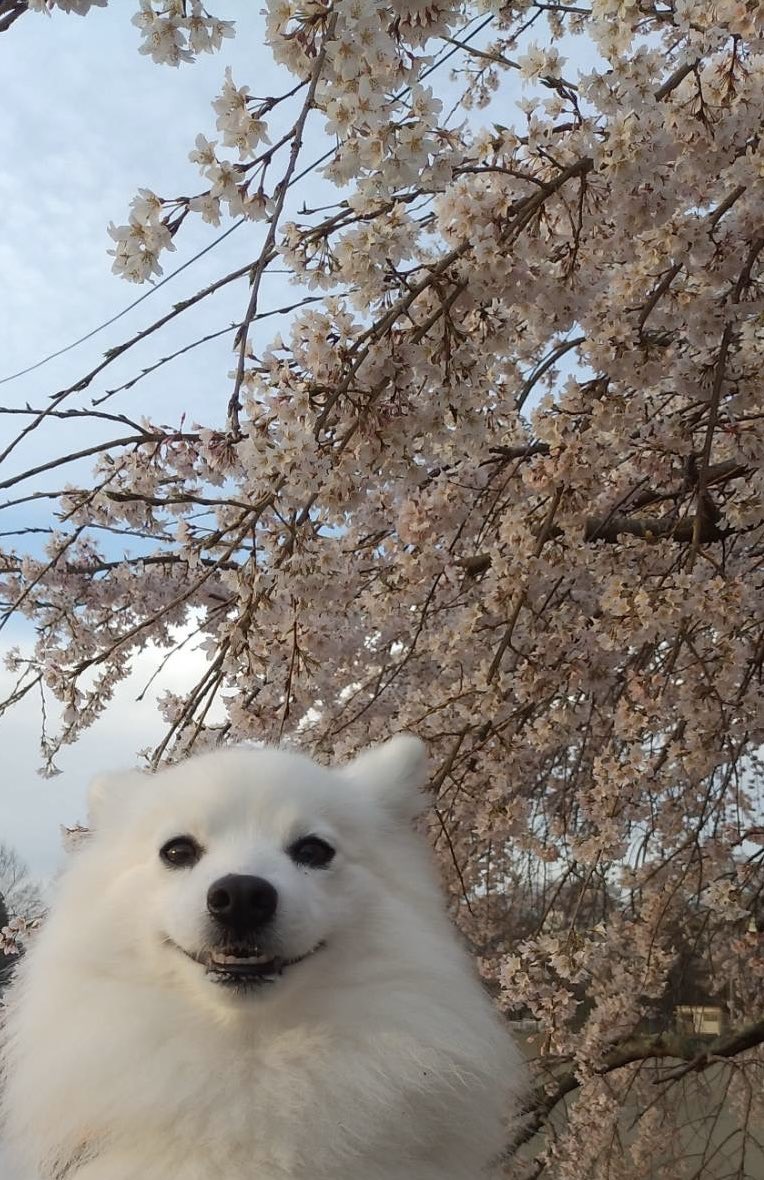 狐火(🦊🔥) tweet media