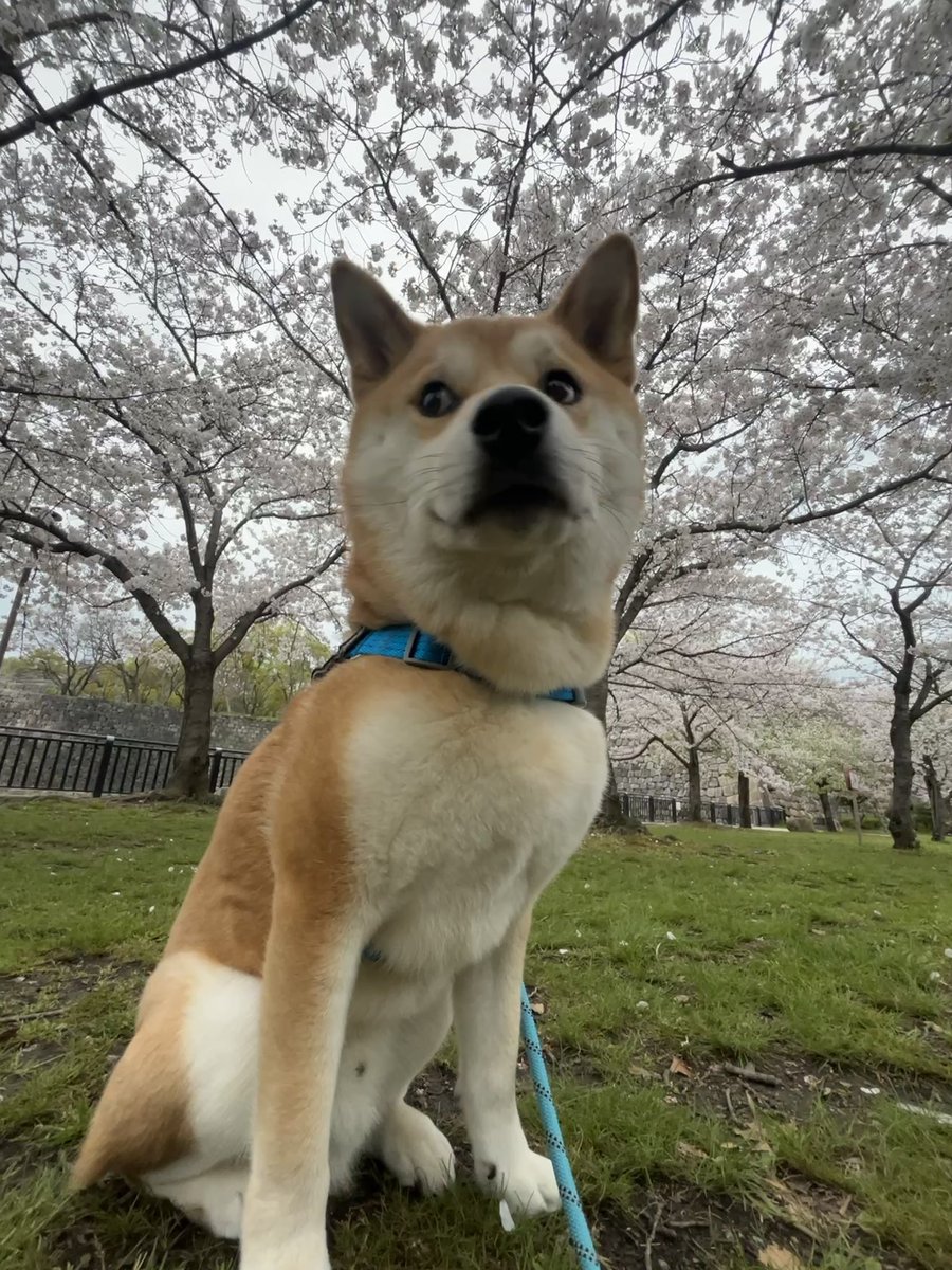 ムチムチむぅちゃん tweet media