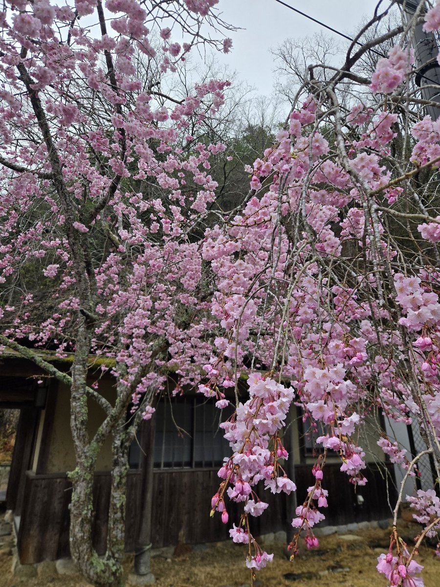 🍊くろべえ🍊 tweet media